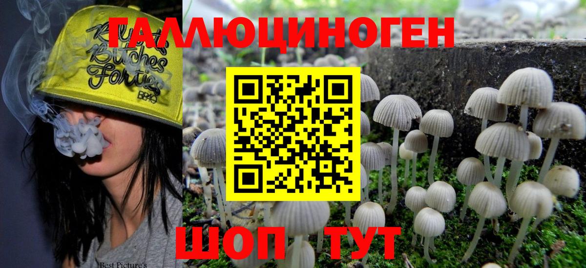 Будённовск  Псилоцибиновые грибы GOLDEN TEACHER  Вход с VPN 